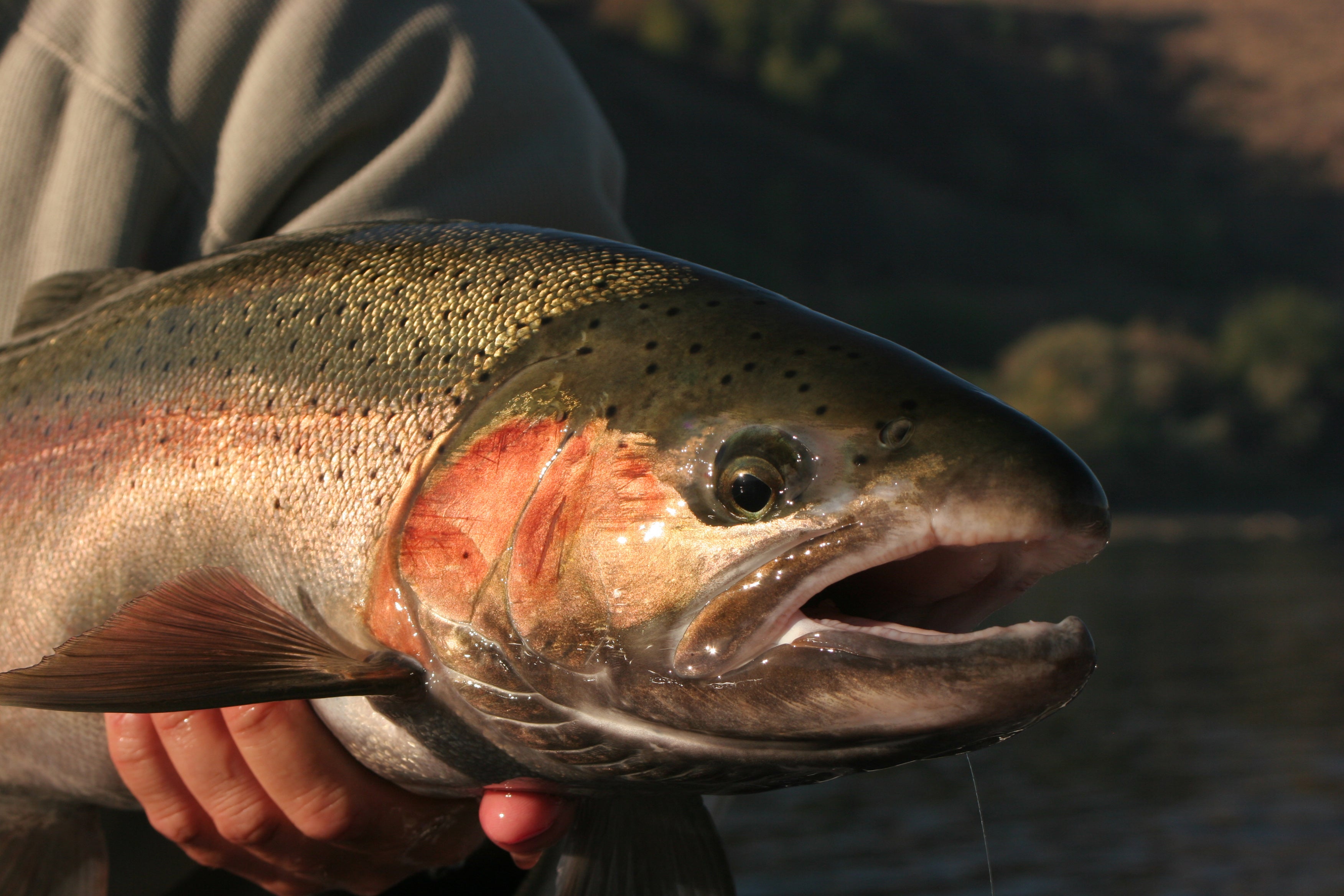 Steelhead Your Face - Fly Fishing, Gink and Gasoline