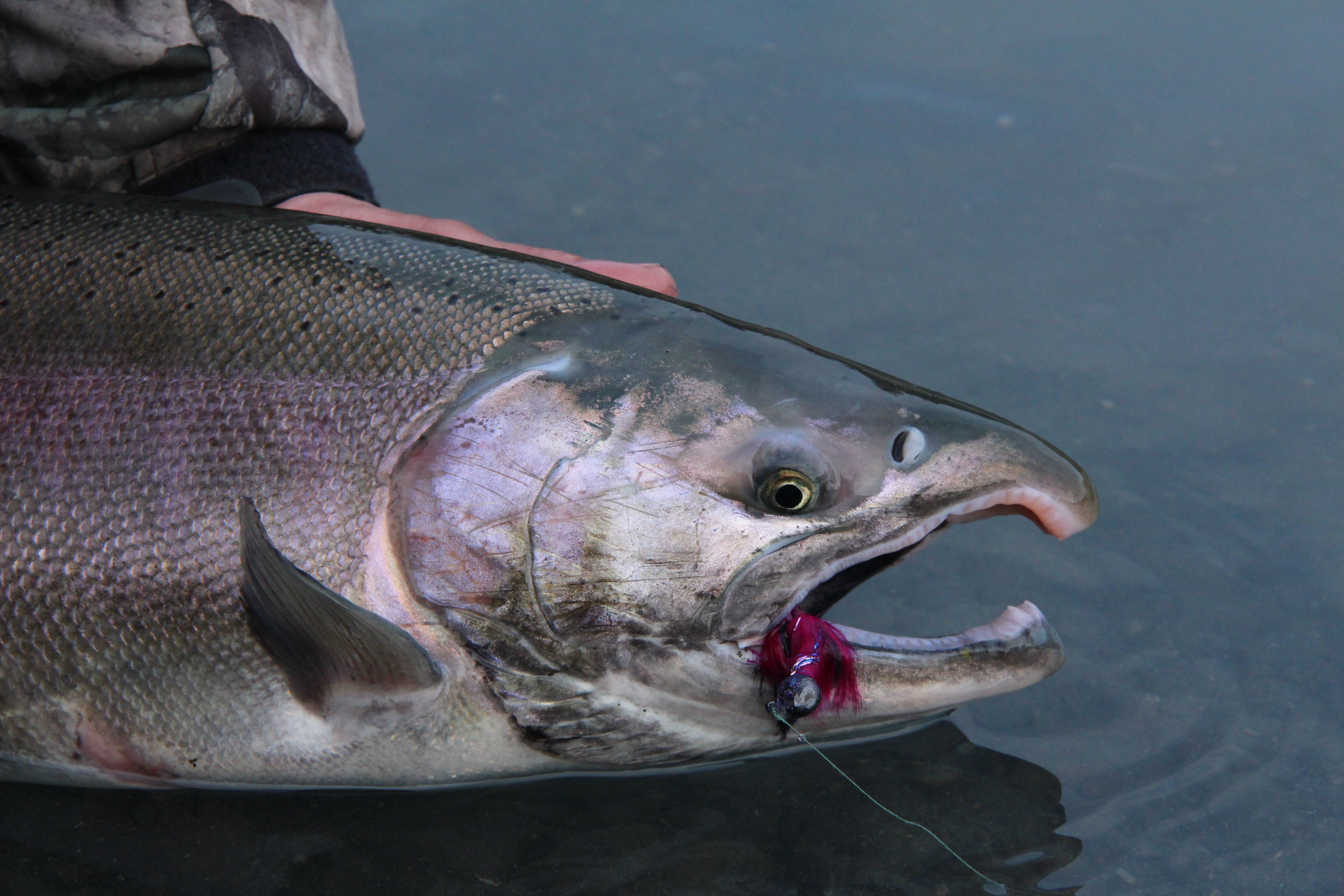 Casting for Tributary Coho  by Scott Haugen – Salmon Trout