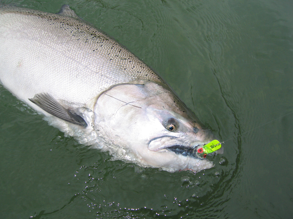 Spring Chinook Tips by JD Richey – Salmon Trout Steelheader