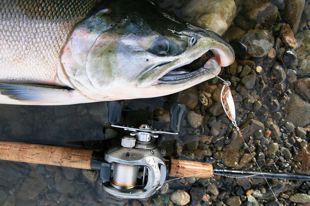 COHO: FINICKY FISH ALTERNATIVES - by Terry J. Wiest – Salmon Trout ...