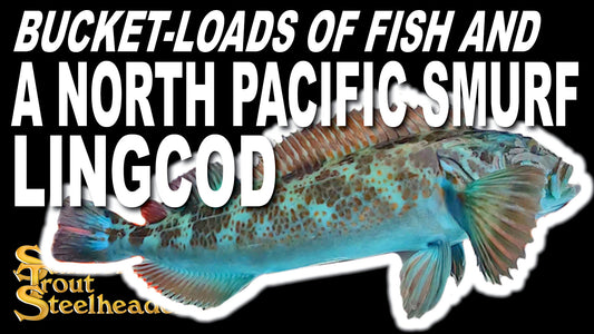 Bucket Loads of Fish and a North Pacific Smurf Lingcod