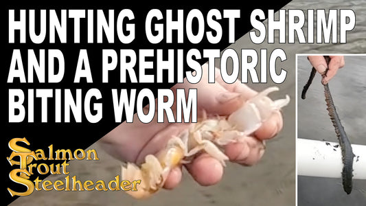 Hunting Ghost Shrimp and a Prehistoric Biting Worm