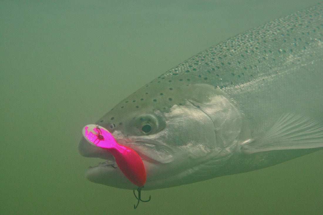 The Lure of the Steelhead - The New York Times