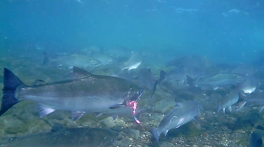 Four Hour Underwater Journey | Viewing Live Salmon