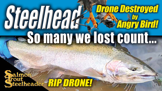 Steelhead - So many we lost count... Drone killed by bird