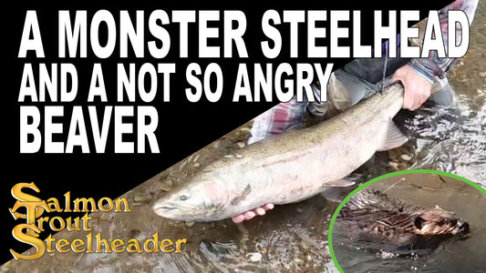 A Monster Steelhead and a Not So Angry Beaver