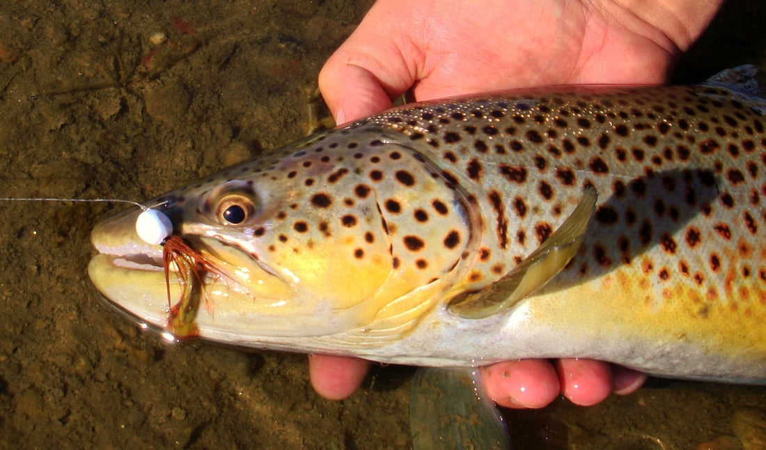 Jigging for Big Trout in Rivers by Bill Herzog